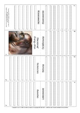 Faltbuch-Orang-Utan.pdf